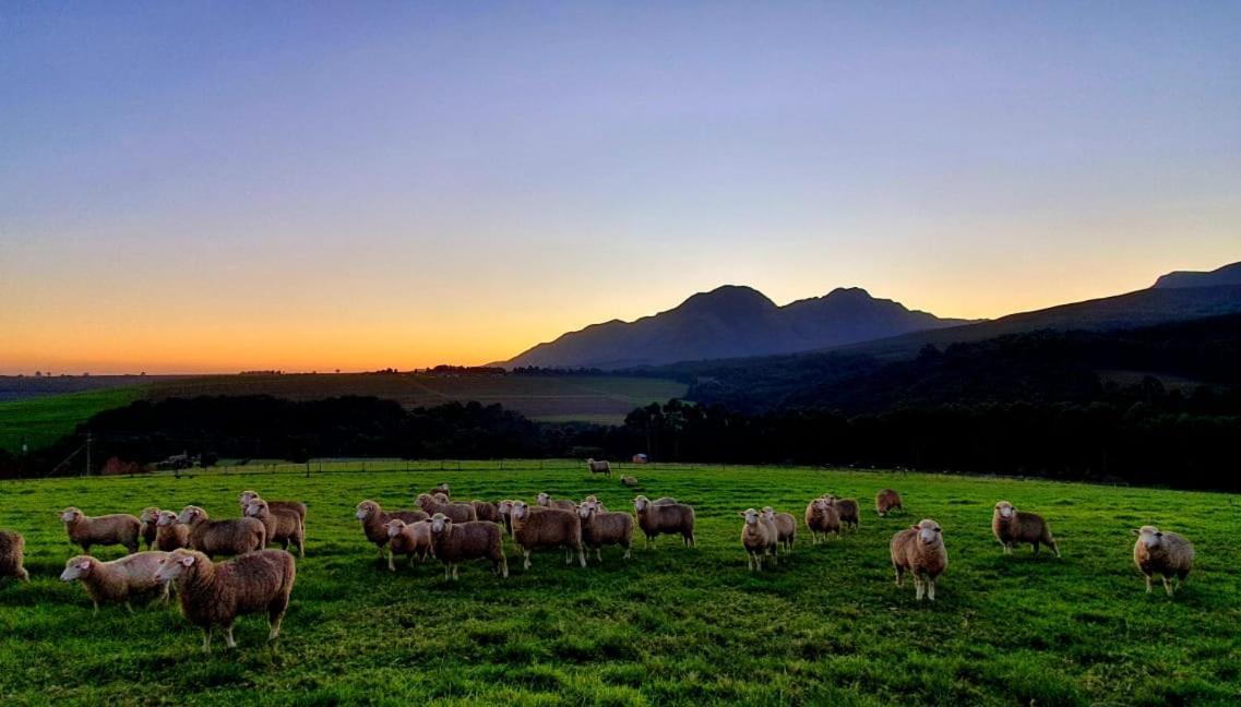 Prospect Farm Cottages George Buitenkant foto